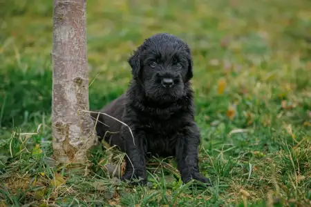 Orosz fekete terrier - Hills Diamonds