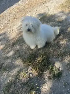 Coton de Tulear - Björn