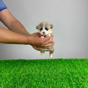Pembroke Welsh Corgi - Prissy