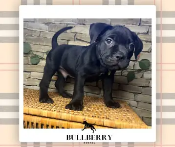 American Bully - Standard - Youngberry