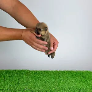 Pomeranian - Tio