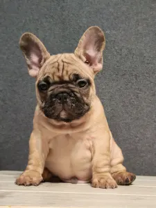 Französische Bulldogge - Elmo