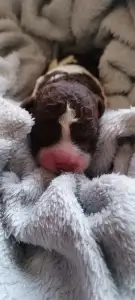 Lagotto Romagnolo - Lagotto Passion Bel Ami Nougaro