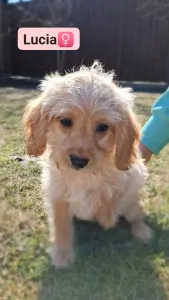 Labradoodle - Lucia