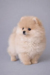 Pomeranian - Zamira