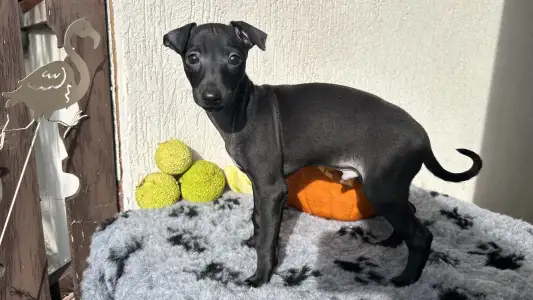 Italienisches Windspiel - Elio