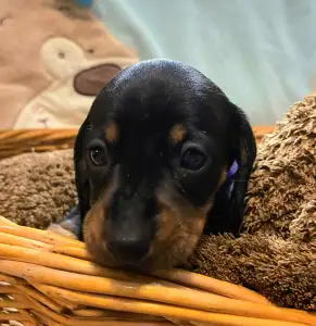 Teckel - Miss Purple