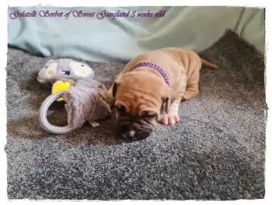 Amerikai staffordshire terrier - Gelatelli Sorbet