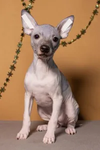 American Hairless Terrier - Arion Vale