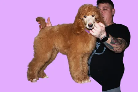 Óriás uszkár - Jet’aime Charm