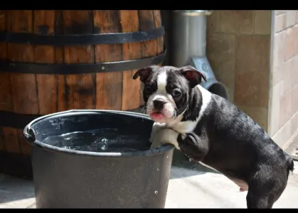 Boston Terrier - Gandalf