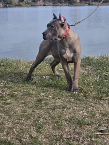 Cane corso - Guardiano Della Notte Carlos