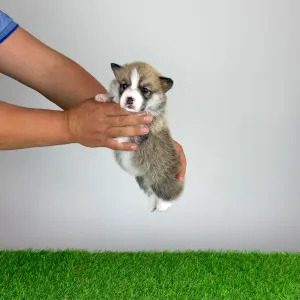 Pembroke Welsh Corgi - Zyrus