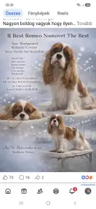Cavalier King Charles Spaniel - Kókusz