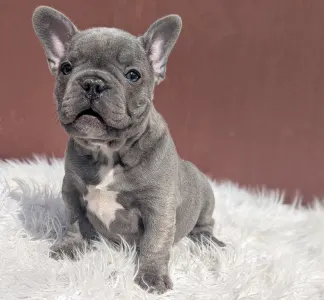 Francouzský buldoček - Ashur