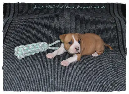 Amerikanischer Staffordshire Terrier - Gangster Bro