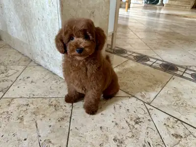 Pudeli de jucarie si pitici - Enzo