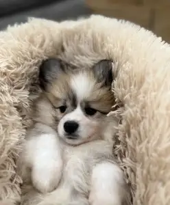 Welsh Corgi Pembroke - Amira Royal Treasure 
