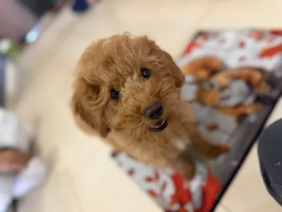 Barbone nano - Teodor