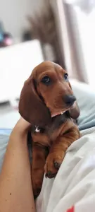 Dachshund - Angelique