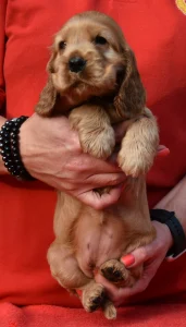 Angol Cocker spániel - Enjoy The Sunshine From Work & Show