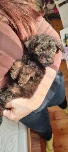 Poodle Toy - Teddy