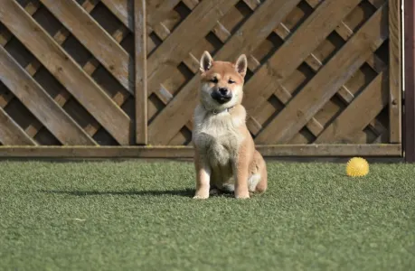 Shiba - Bravados Chiyuki