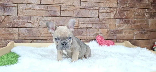 French Bulldog - Vera