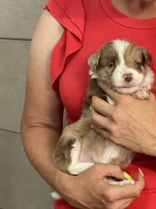 Border Collie - Snickers/ Chocolate Sable Merle Szuka