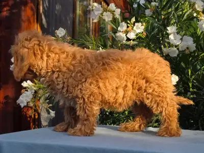 Cavapoo - Milky(health Tested:cardio,eye,patella)