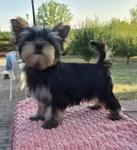 Yorkshire Terrier - Quaff (show And Breeding Potential)