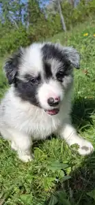Border Collie - Starry-eyed Shepherd Darwin.