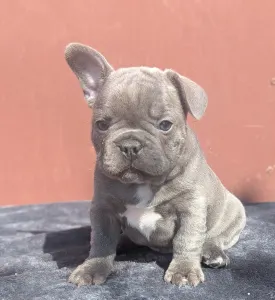 Francouzský buldoček - Ashur