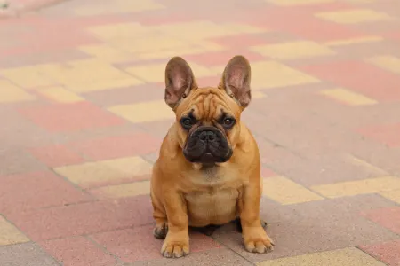 Bulldog francez - Uriel