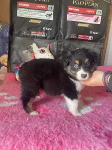 Australian Shepherd - Black Tri Kan/ Male Nbt Piros Nyakörv