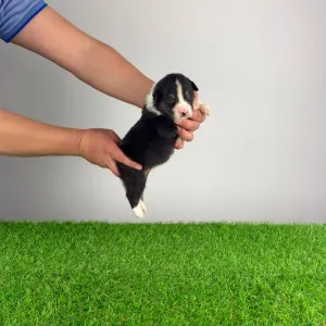 Australian Shepherd - Cash