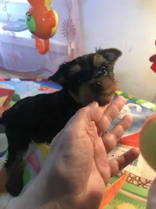 Yorkshire Terrier - Ofélia