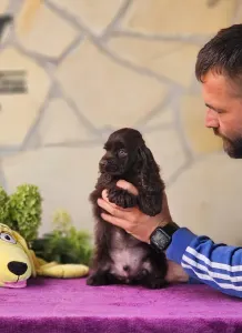 Americký kokršpaněl - Hersheys Of Your Sweetest Dream