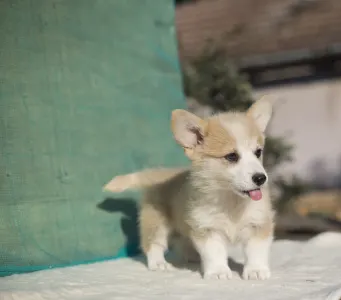 Welsh Corgi Pembroke - Calvin