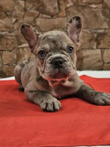 Francuski buldog - Dante