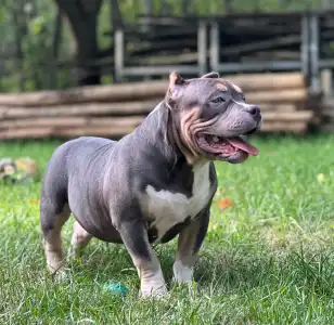 Amerikai Bully - Pocket - M. Platinum Dogs