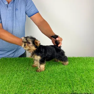 Yorkshire Terrier - Wollja
