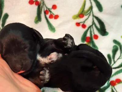 Chien d'eau portugais - Raquel