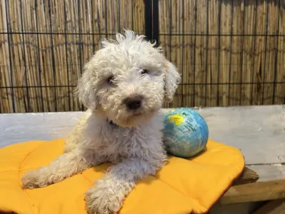 Lagotto Romagnolo - Tummi Gummi