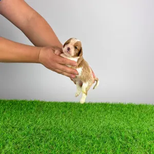 Cavalier King Charles Spaniel - Effi