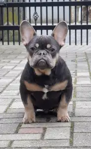 Bouledogue français - Forest