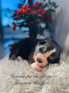 Berger australien - Honour For The Brave Houston Rockets