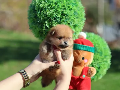 Померанский шпиц - Dominic💜