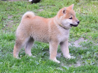 Shiba - Fornalhaut