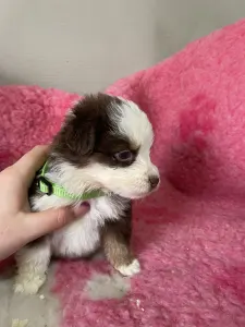 Miniature American Shepherd - Red Tri Szuka/neonzöld Nyakörv